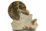 Fossil Ammonite with Mosasaur Vertebrae in Rock - Asfla, Morocco #334637-1